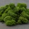 12 Pack: SuperMoss® Preserved Basil Reindeer Moss